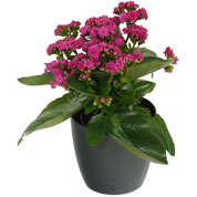 Kalanchoe pink + Anthracite Cachepot